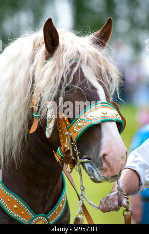 Splendidamente decorate cavalli su un pellegrinaggio cattolico in Baviera, Germania Foto Stock