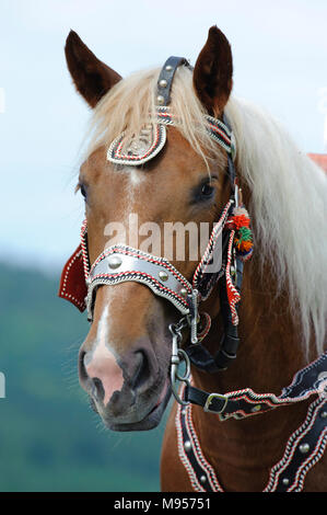 Splendidamente decorate cavalli su un pellegrinaggio cattolico in Baviera, Germania Foto Stock