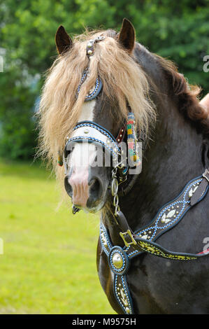 Splendidamente decorate cavalli su un pellegrinaggio cattolico in Baviera, Germania Foto Stock