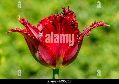 Ripresa macro di un singolo rosso tulipano sfrangiato con bordi frilly e verde sfondo sfocato Foto Stock