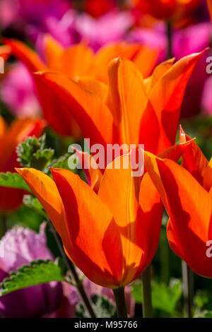 Close up arancione brillante giglio fiorito di tulipani in un tulipano bed retro illuminata con Sun Foto Stock