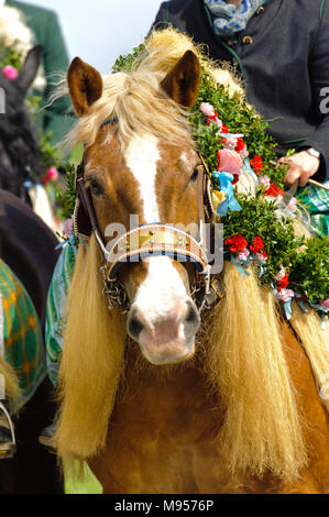 Splendidamente decorate cavalli su un pellegrinaggio cattolico in Baviera, Germania Foto Stock