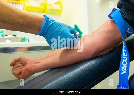 Phlebotomist che prende un campione di sangue da un braccio di pazienti con laccio emostatico, regno unito Foto Stock