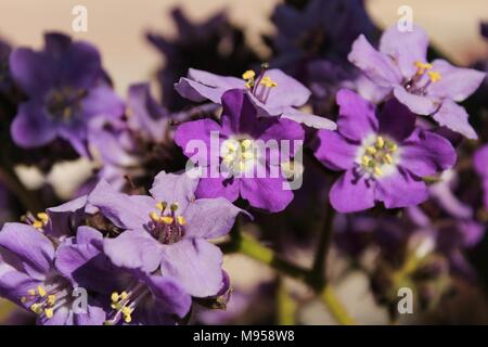 Heliotropium arborescens fiori viola in giardino in primavera Foto Stock