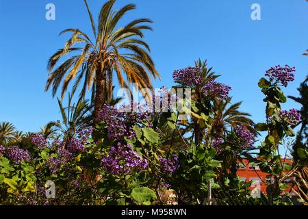 Heliotropium arborescens fiori viola in giardino in primavera tra Orchard Foto Stock