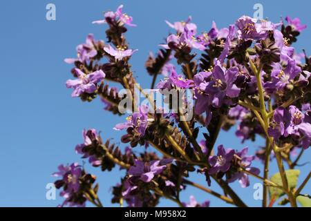 Heliotropium arborescens fiori viola in giardino in primavera Foto Stock