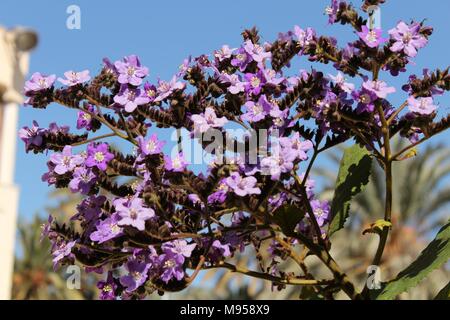 Heliotropium arborescens fiori viola in giardino in primavera Foto Stock