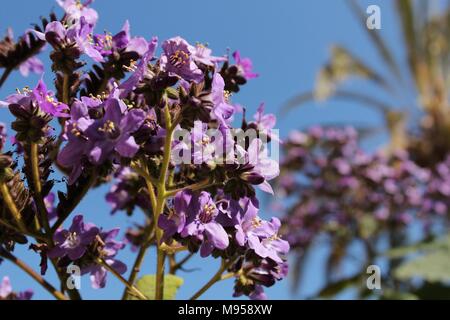 Heliotropium arborescens fiori viola in giardino in primavera Foto Stock