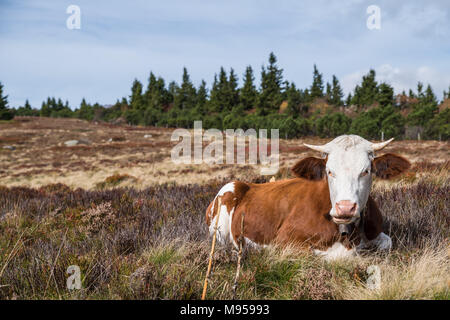 Vacca rilassante nei Vosgi Foto Stock