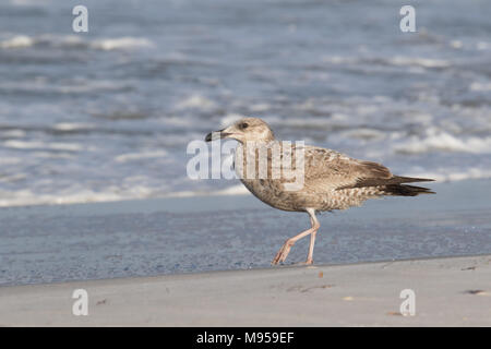 American aringa gull lungo il litorale Foto Stock