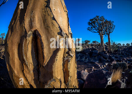 La faretra foresta di alberi vicino a Keetmanshoop, Namibia Foto Stock