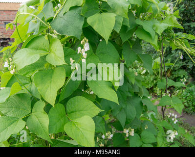 Colore Bianco fiore fagioli sulla foglia verde dello sfondo. Foto Stock