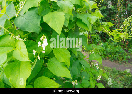 Colore Bianco fiore fagioli sulla foglia verde sullo sfondo Foto Stock