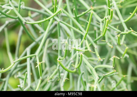 Euphorbia tirucalli (matita albero) Foto Stock