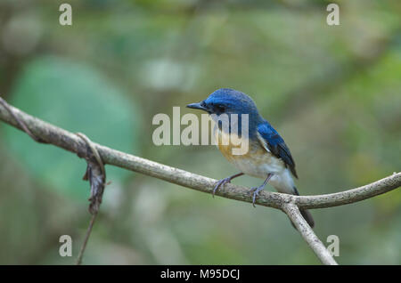 Blu-throated Flycatcher blu (Cyornis rubeculoides) su un ramo in natura della Thailandia Foto Stock