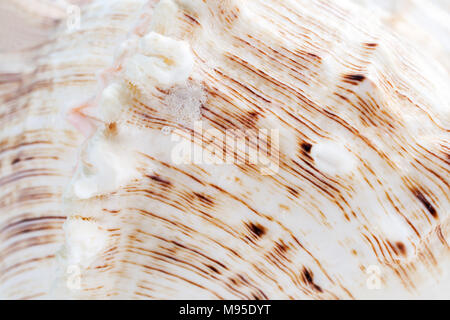 Naturale sfondo astratto. Close-up white seashell texture ondulate con rilievo di strisce marroni e con minerali cucita build ups. Foto Stock