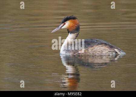 Svasso maggiore - Podiceps cristatus, fotografati a Stanley Park, Blackpool, Lancashire. Tali belli uccelli quando in pieno piumaggio di allevamento. Foto Stock