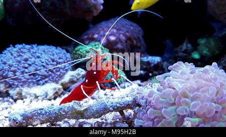 Rosso fuoco di gamberi - Lysmata Debelius Foto Stock