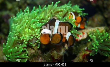 Clownfish più popolari pesci di acqua salata in acquari Foto Stock