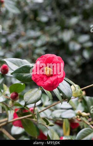 Camellia japonica 'Adolphe audusson' Fiore in marzo. Regno Unito Foto Stock