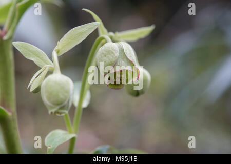 Helleborus foetidus Wester Flisk Gruppo. L'elleboro puzzolente Wester Flisk gruppo Foto Stock