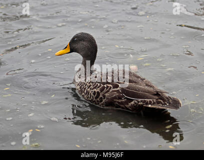 African Yellowbill Duck/African Yellow-Billed anatra (anas undulata) Foto Stock