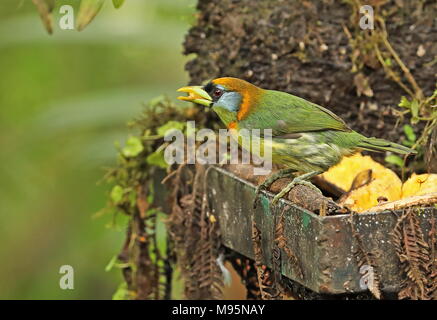 Red-headed Barbet (Eubucco bourcierii) femmina adulta arroccato su bird feeder Nono-Mindo Road, Ecuador Febbraio Foto Stock