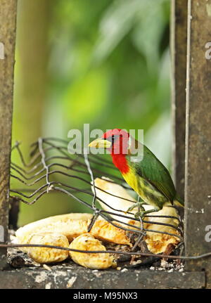 Red-headed Barbet (Eubucco bourcierii) maschio adulto arroccato su bird feeder Mindo, Ecuador Febbraio Foto Stock