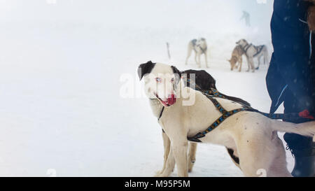 Snow Sled Dog con interessanti occhi leccare il naso con più neve cani in background Foto Stock
