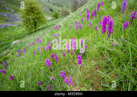 Inizio purple orchid Orchis mascula crescente a profusione in Lathkill superiore Dale vicino Monyash nel Derbyshire Peak District UK Foto Stock