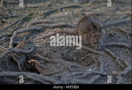 Marrone - ratto Rattus norvegicus con i giovani. Regno Unito Foto Stock