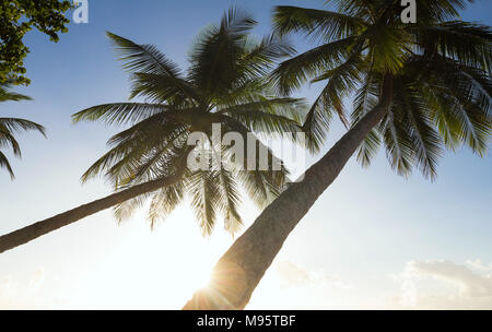 Il tramonto sulla isola di Martinica, French West Indies. Foto Stock