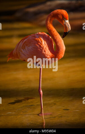 Un Americano Flamingo in piedi su una gamba sola per trattenere il calore corporeo camminando in stagno in Zoo di Barcellona. Barcelona, Spagna Foto Stock