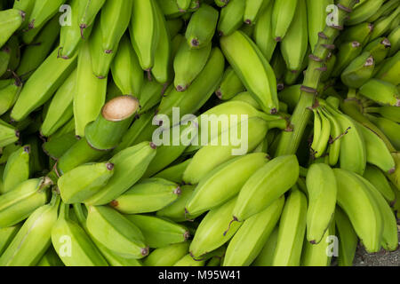 Pila di banane verdi , per la cottura o banane plantano - Foto Stock