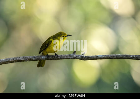 Fiamma-throated bulbul tambureggiare sui piccoli frutti di bosco su un luminoso e brillante mattina contro uno sfondo sfocato nel deserto Foto Stock