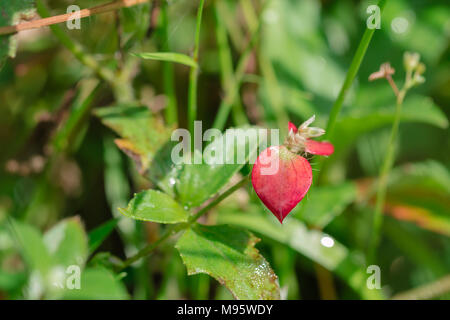 Erba rossa foglie dopo la pioggia nella luce solare fotografato con l'obiettivo macro Foto Stock