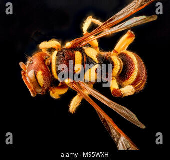 Cerceris triangulata,F, indietro 1, Guantanamo Bay Foto Stock