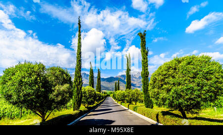 Viale rettilineo attraverso un vigneto vicino a Franschhoek nella provincia del Capo occidentale del Sud Africa con il Drakenstein montagne sullo sfondo Foto Stock