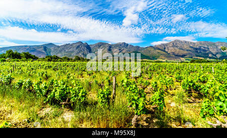 Vigneti di Cape Winelands in Franschhoek Valley in Western Cape del Sud Africa, immerso tra le circostanti montagne Drakenstein Foto Stock