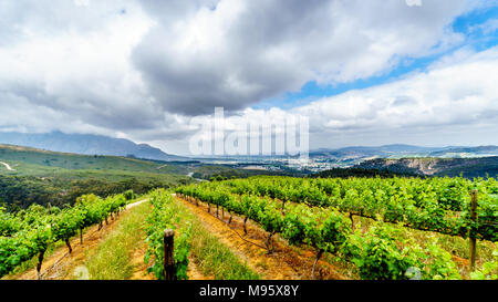 Uliveti e vigneti circondati da montagne lungo la strada Helshoogte tra le città storiche di Stellenbosch e Franschhoek in Sud Africa Foto Stock