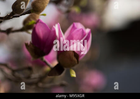 Rosa e Bianco piattino fiori di magnolia (x Magnolia soulangeana) che cresce su un albero in Atlanta, Foto Stock