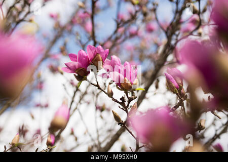 Rosa e Bianco piattino fiori di magnolia (x Magnolia soulangeana) che cresce su un albero in Atlanta, Foto Stock