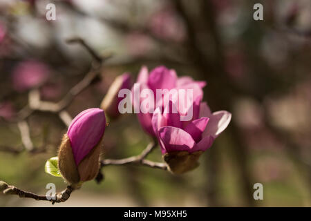 Rosa e Bianco piattino fiori di magnolia (x Magnolia soulangeana) che cresce su un albero in Atlanta, Foto Stock