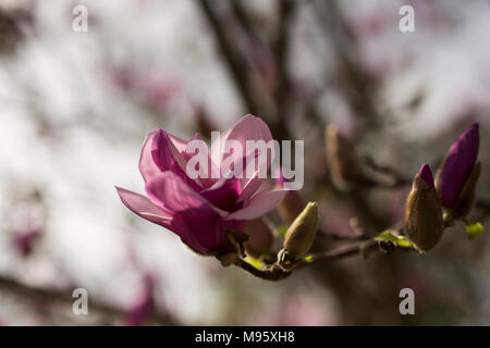 Rosa e Bianco piattino fiori di magnolia (x Magnolia soulangeana) che cresce su un albero in Atlanta, Foto Stock