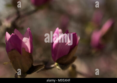 Rosa e Bianco piattino fiori di magnolia (x Magnolia soulangeana) che cresce su un albero in Atlanta, Foto Stock