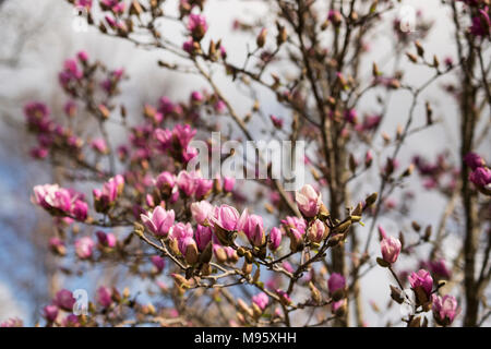 Rosa e Bianco piattino fiori di magnolia (x Magnolia soulangeana) che cresce su un albero in Atlanta, Foto Stock