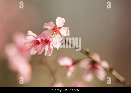 Gli alberi di ciliegio (Prunus sargentii) che fiorisce in primavera in Atlanta, Georgia. Foto Stock