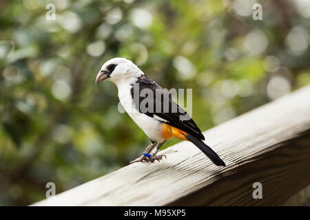 Un bianco-headed buffalo weaver (Dinemellia dinemelli) arroccato su una rampa di legno. Foto Stock