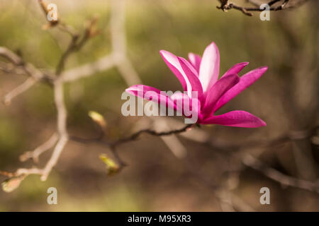 Rosa e Bianco piattino fiori di magnolia (x Magnolia soulangeana) che cresce su un albero in Atlanta, Foto Stock