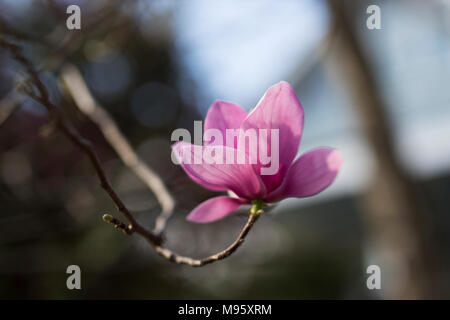 Rosa e Bianco piattino fiori di magnolia (x Magnolia soulangeana) che cresce su un albero in Atlanta, Foto Stock